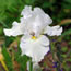 Iris germanica (border bearded) Fleece as White